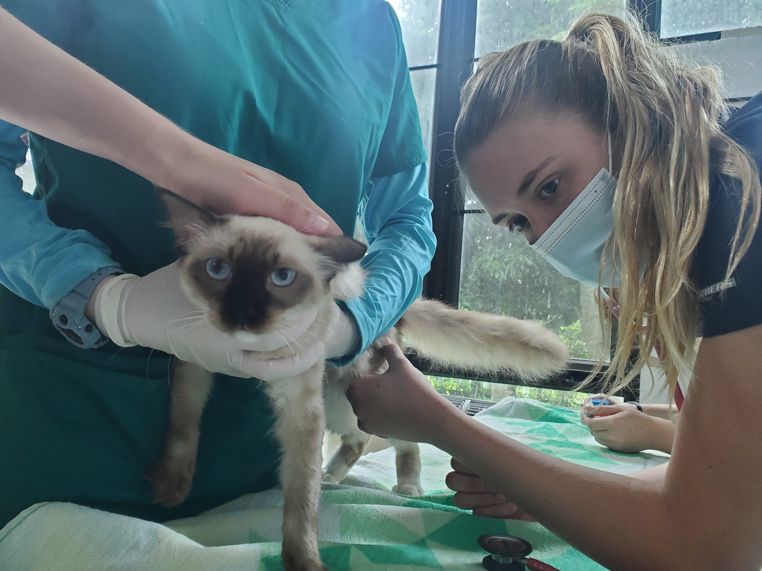 Veterinary Science Semester in Thailand