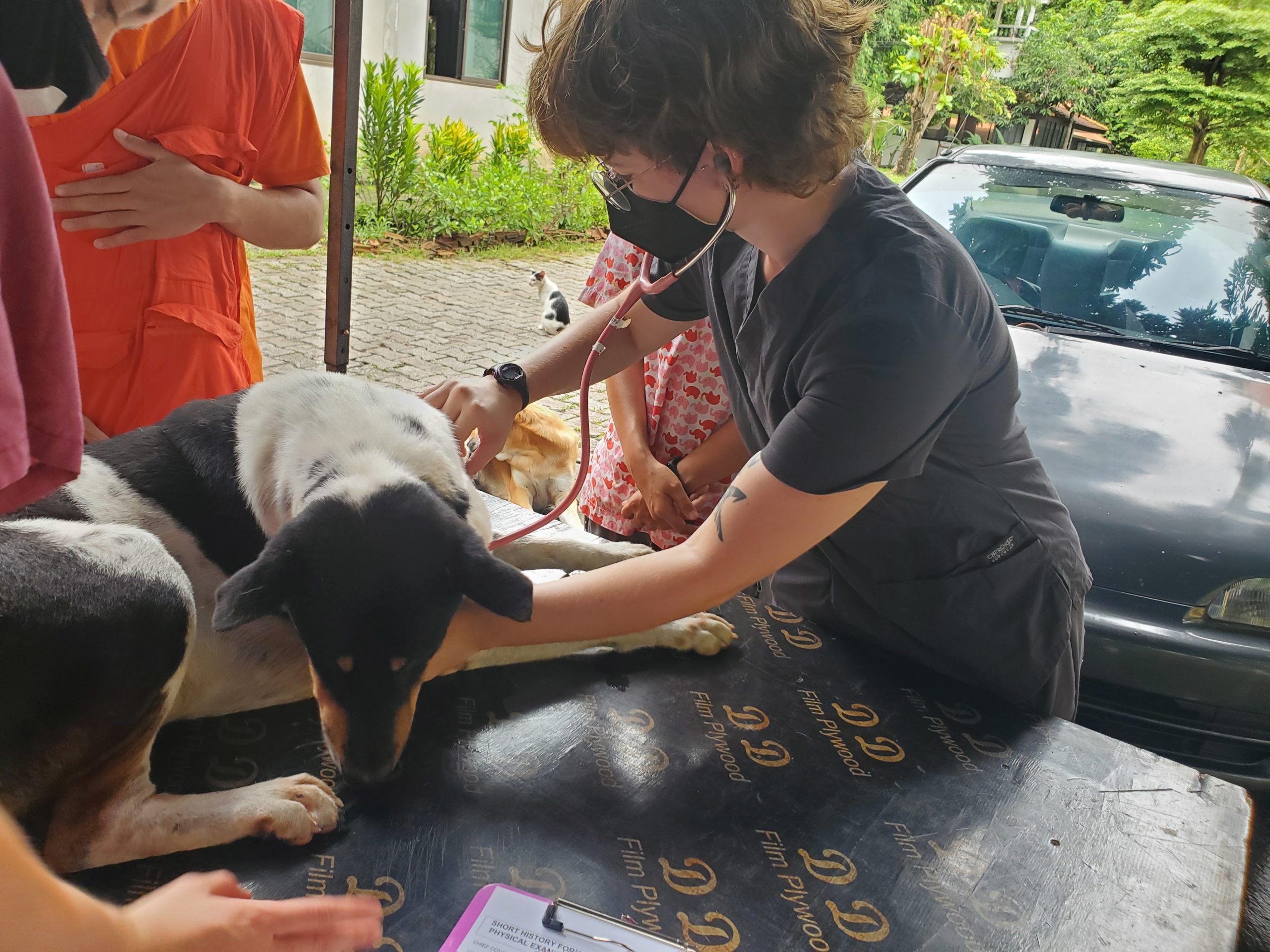 Veterinary Science Semester in Thailand